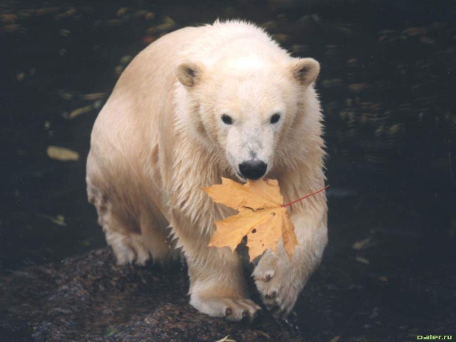 Медведь с кленовым листом