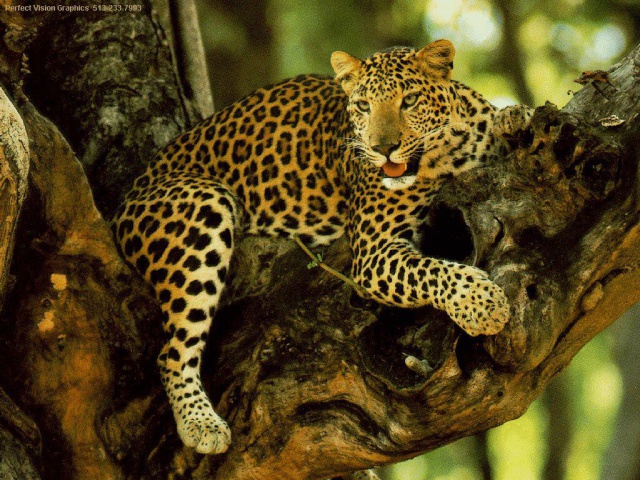 Гепард на дереве