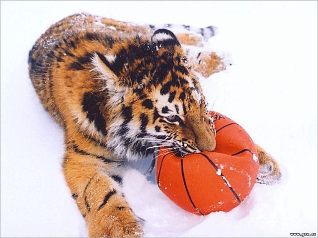Тигр играет с мячом