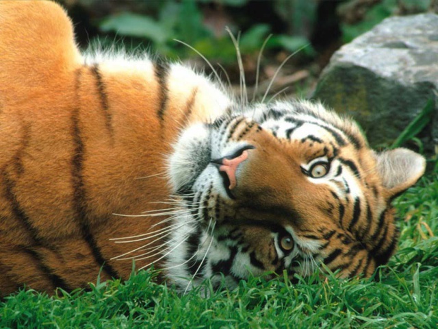 Пушистый тигр