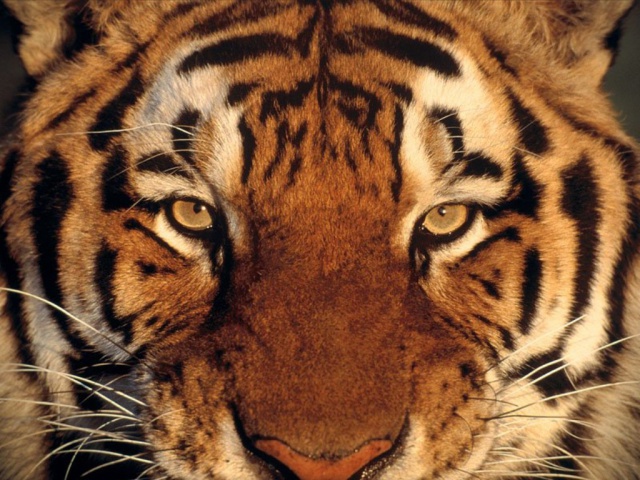 Морда тигра