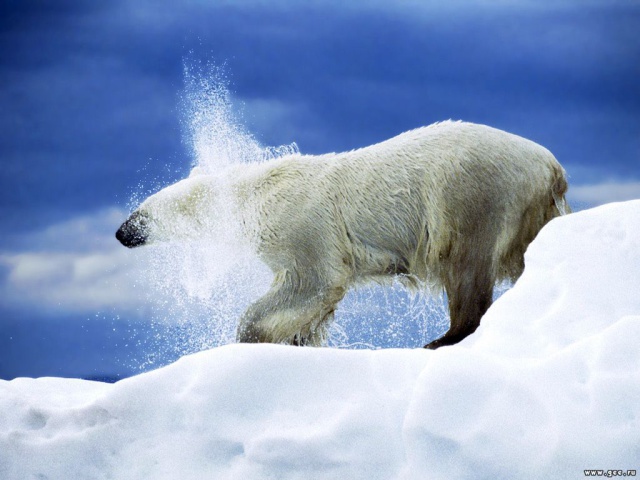 Белая медведица