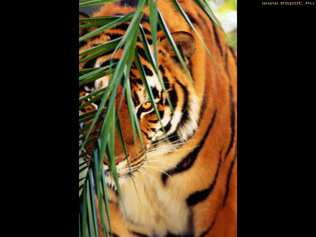 Тигр и кустик
