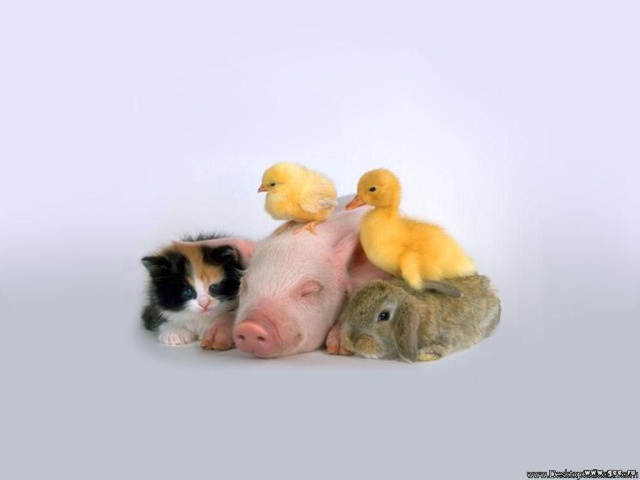 Кошка свинья и кролик