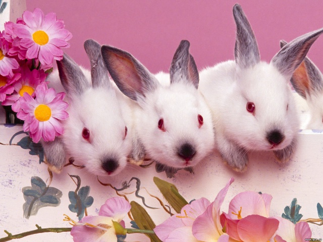 Розовые кролики