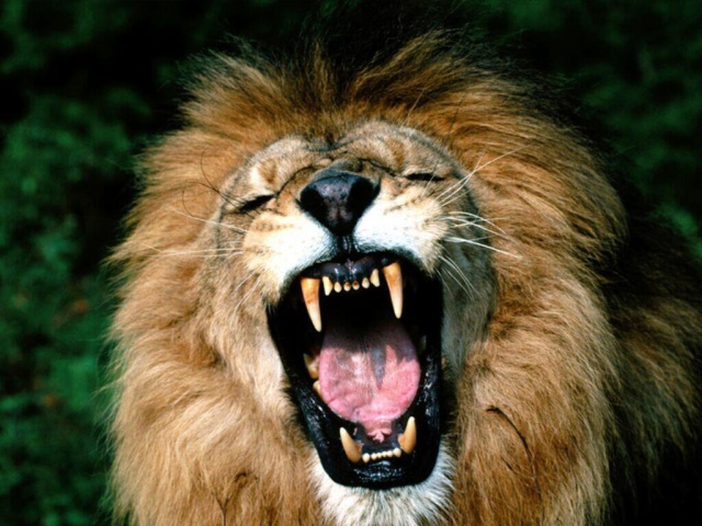 Стращный хищник лев