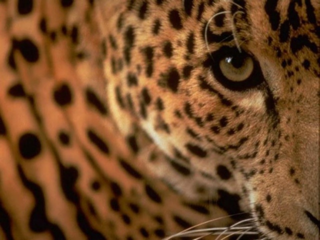 Глаза гепарда