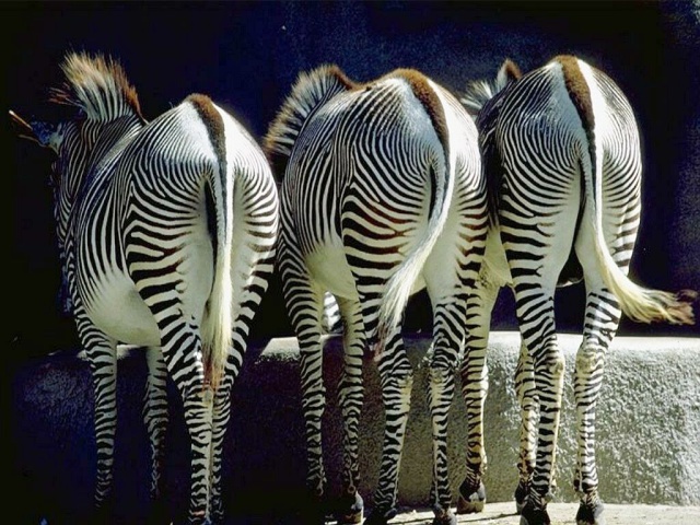 Зебры задом