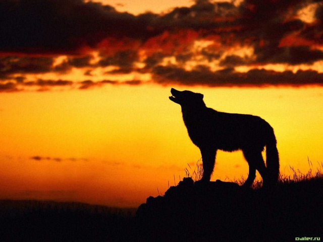 Волк при закате