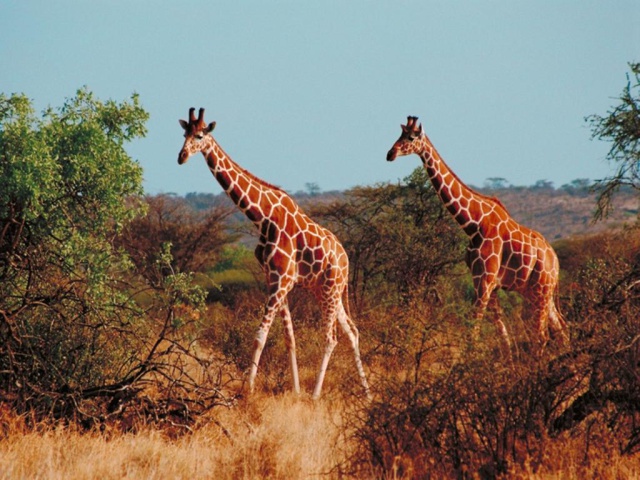 Жирафы в африке