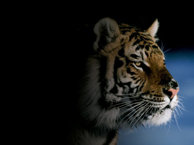 Картинка с тигром
