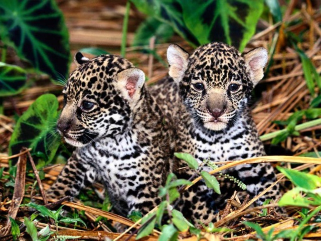 Детеныши леопарда
