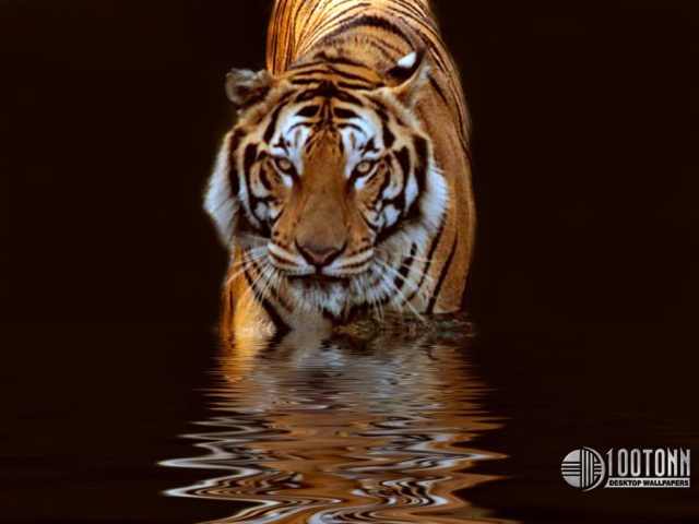 Тигр в воде