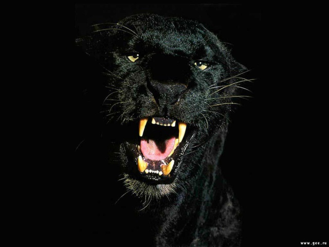 Черная пантера