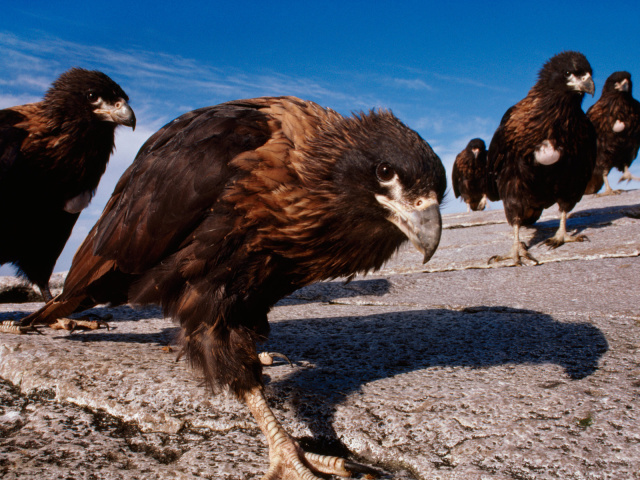 Семейство каракары