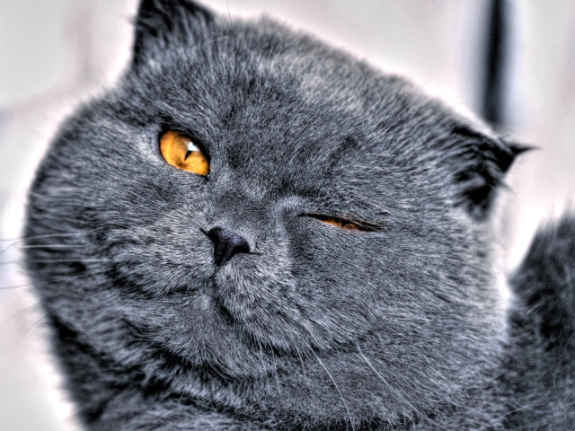 Кошачья мордашка