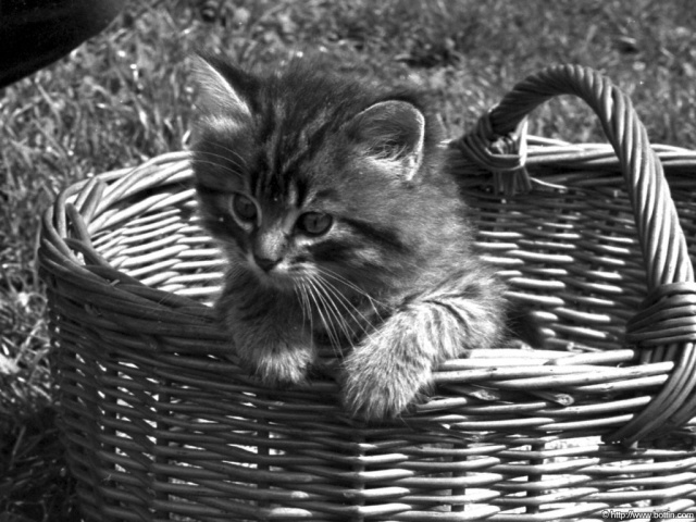 Котёнок в корзинке