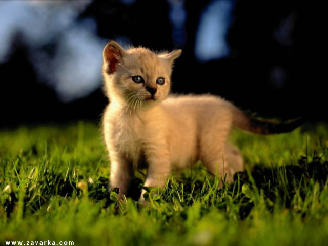 Кошка на траве
