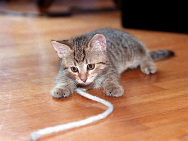 Игривый кот