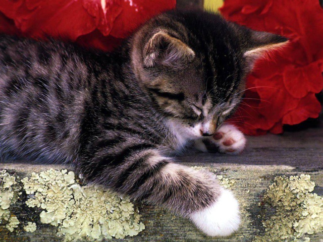 Полосатый кот