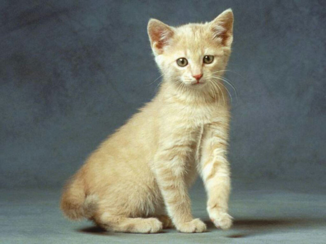 Маленькая кошка