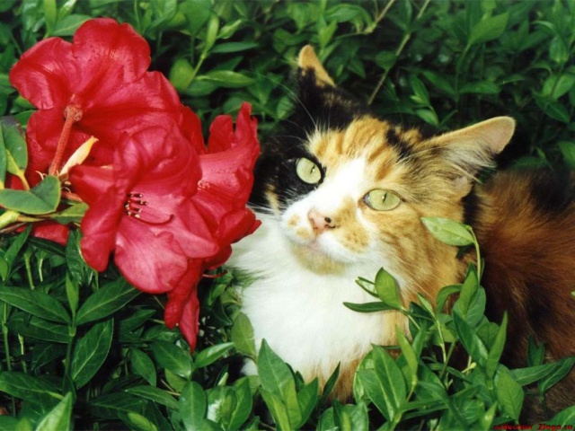 Кошка и цветок