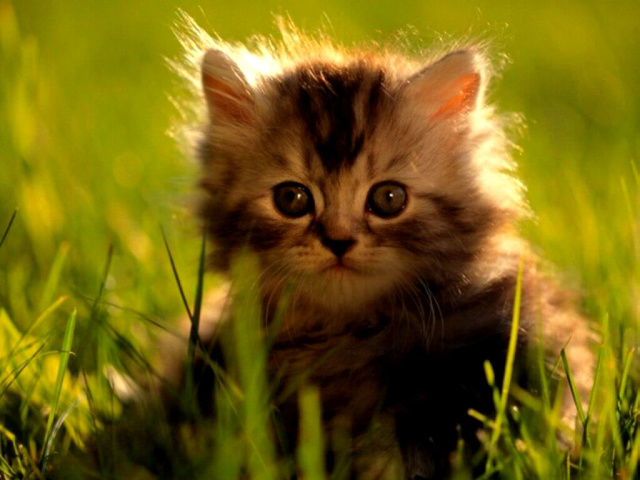Котёнок на поляне