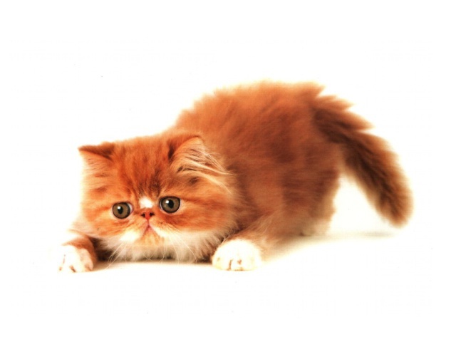Толстый рыжий котёнок