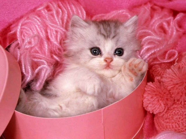 Котёнок в розовом