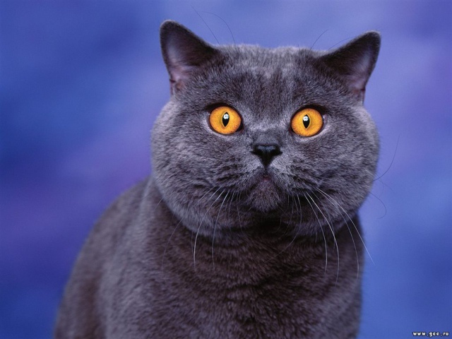 Котик с яркими глазами