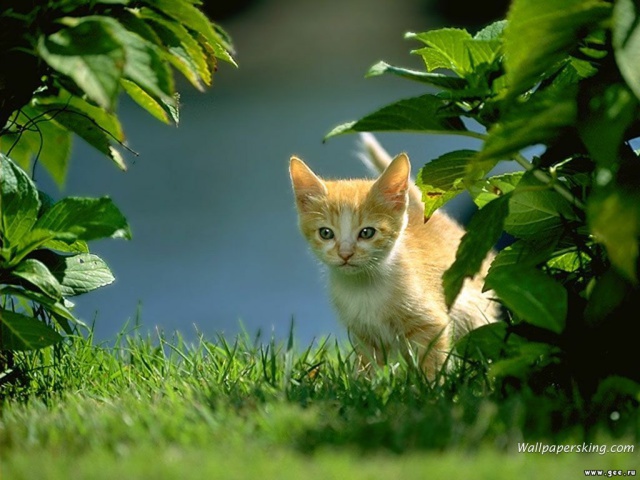 Рыжий котёнок на зелёной траве