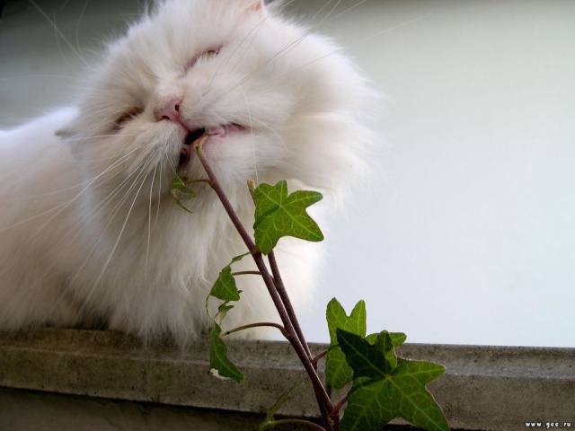 Кот ест растение