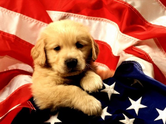 Американский щенок