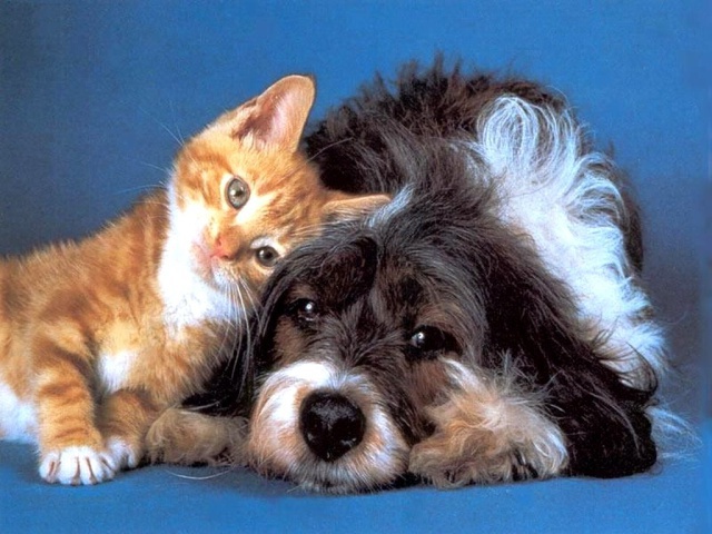 Кошка с собакой