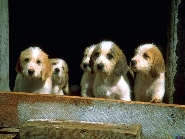 Маленькие щенки