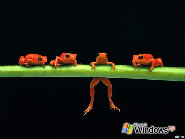 Лесные лягушки