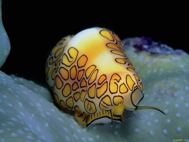 Медуза ярких цветов