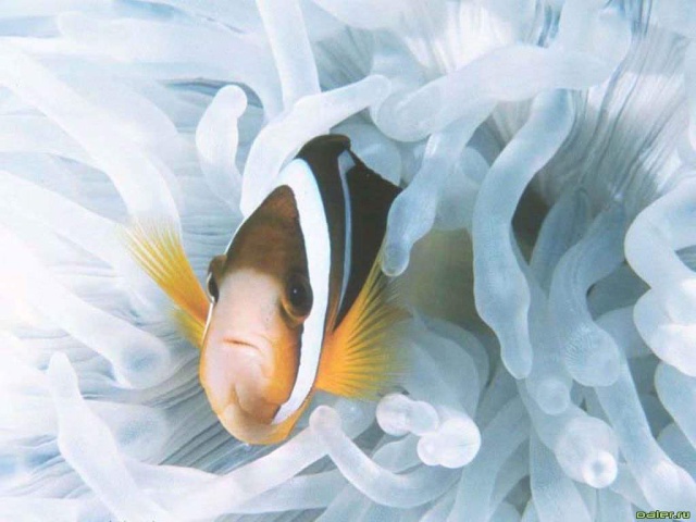 Морская рыбка