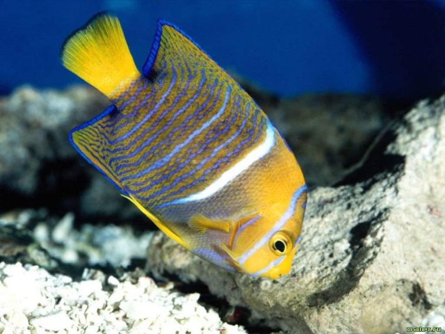 Рыба в полоску