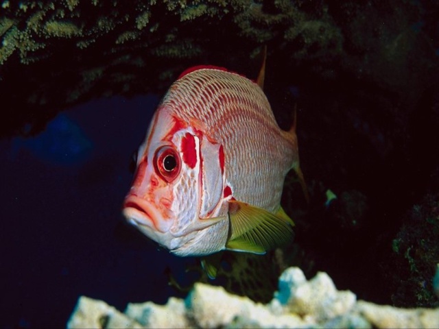 Рыба с красными полосками