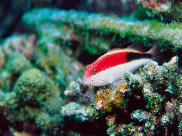 Красно-белая рыбка