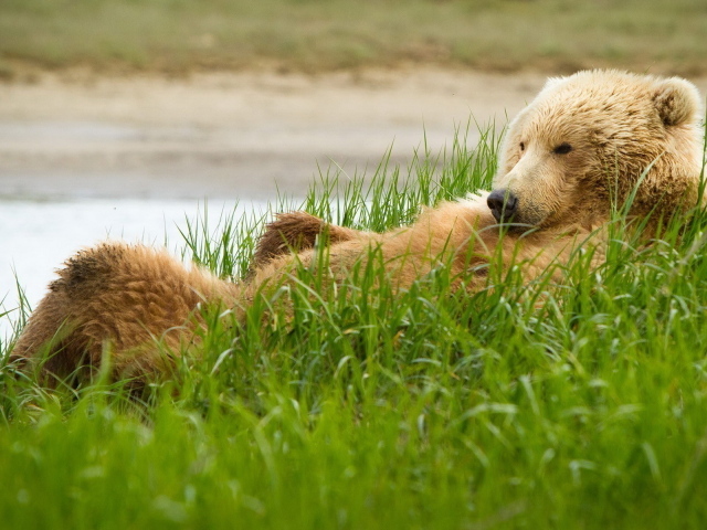 Медведь в траве