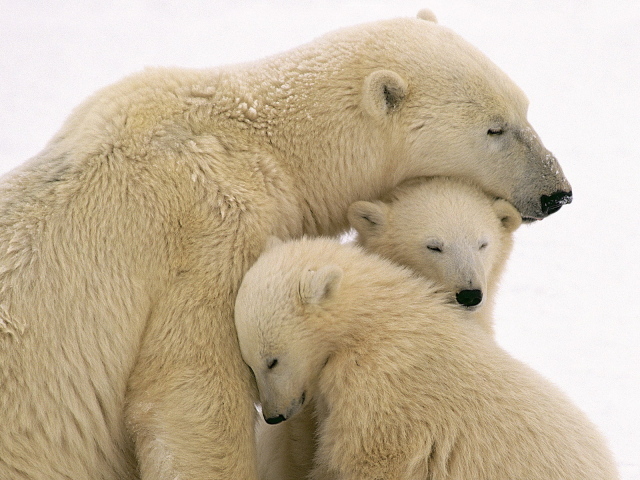 Белые медведи