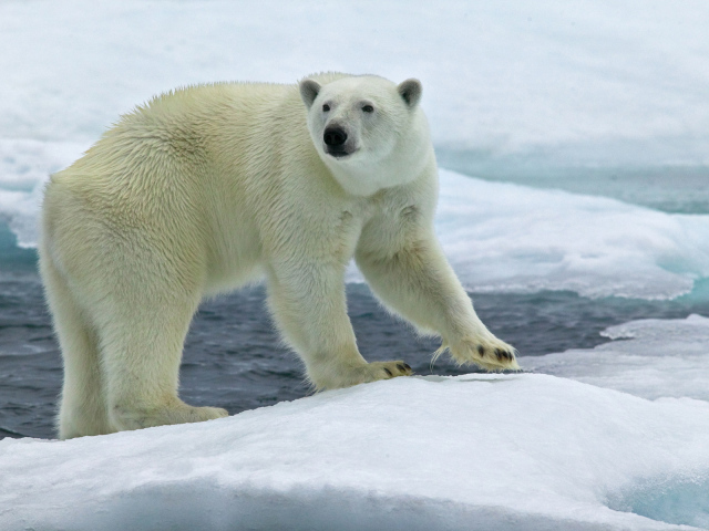 Северный медведь на льду