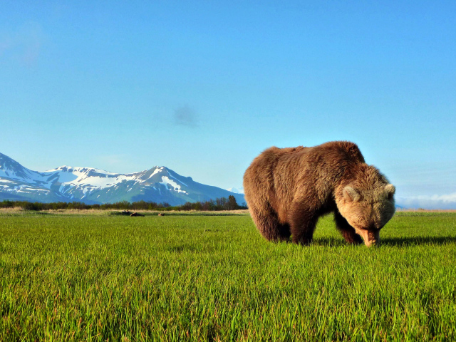 Бурый медведь