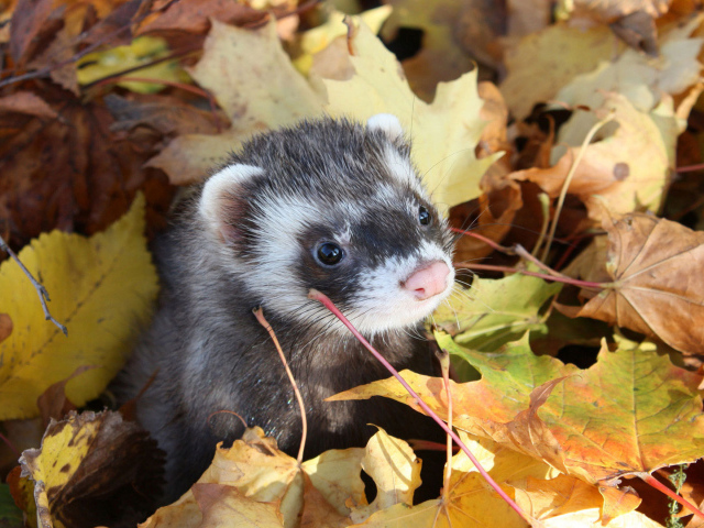 Хорек в листьях