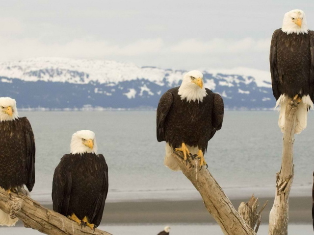 Белоголовый Орлан