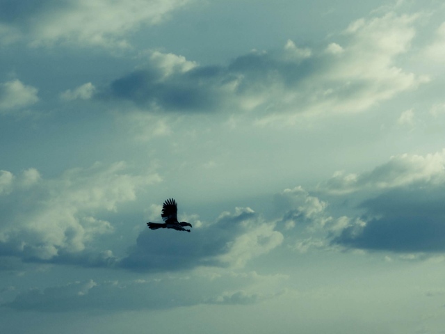 Орел в небе
