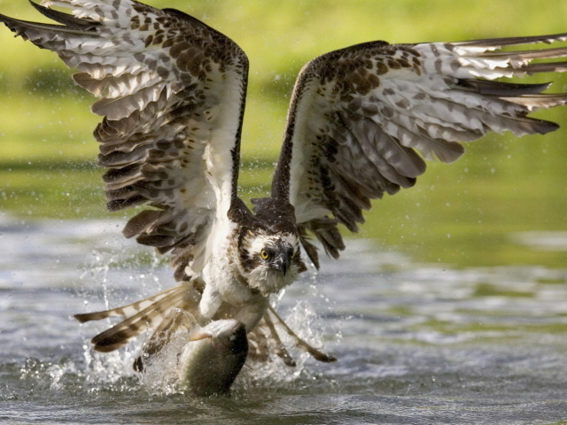 Коршун на охоте