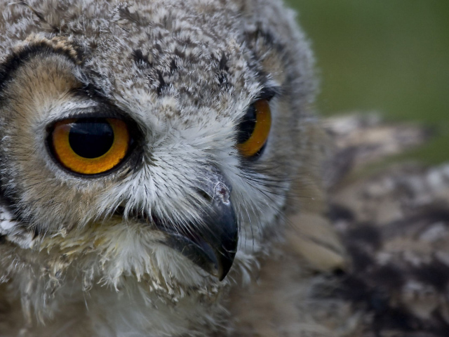 Взгляд совы